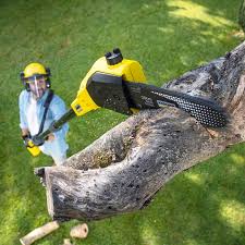 Best Grass Overseeding  in Cherry Creek, CO